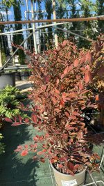 Lagerstroemia Indica Acoma Bianca - Lillà delle Indie Vaso 18 cm
