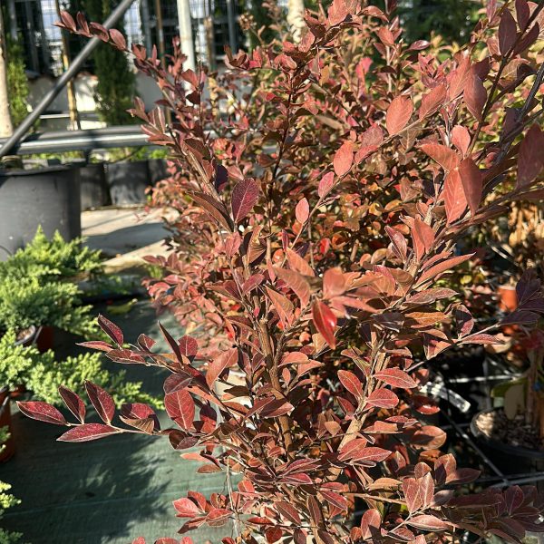 Lagerstroemia Indica Acoma Bianca - Lillà delle Indie Vaso 18 cm