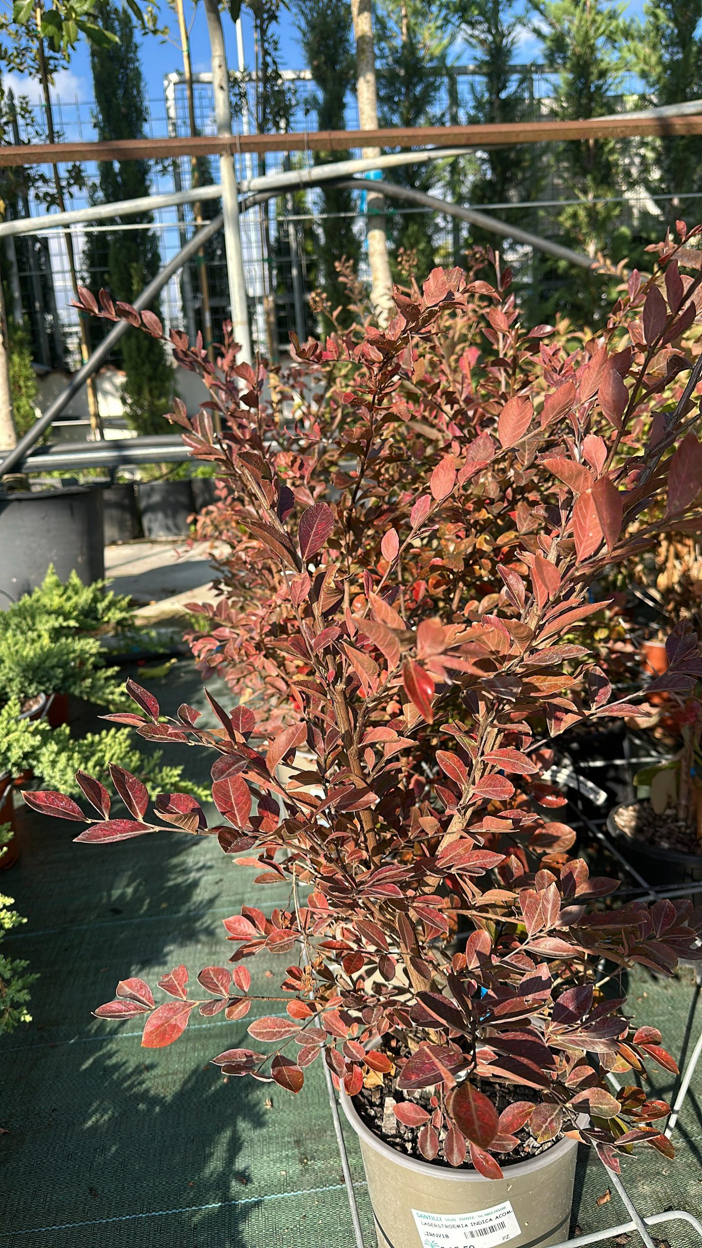 Lagerstroemia Indica Acoma Bianca - Lillà delle Indie 1 Lagerstroemia Indica Acoma Bianca - Lillà delle Indie Vaso 18 cm - immagine 1