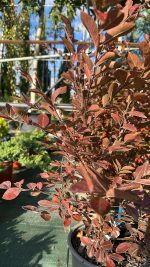 Lagerstroemia Indica Acoma Bianca - Lillà delle Indie Vaso 18 cm - immagine 2