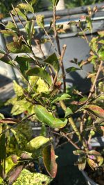 Lagerstroemia Indica Petite Orchid - Lillà delle Indie Vaso 18 cm - immagine 2