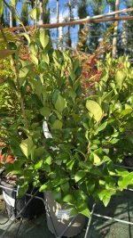 Ligustrum Japonicum Texanum - Ligustro Texano Vaso 18 cm