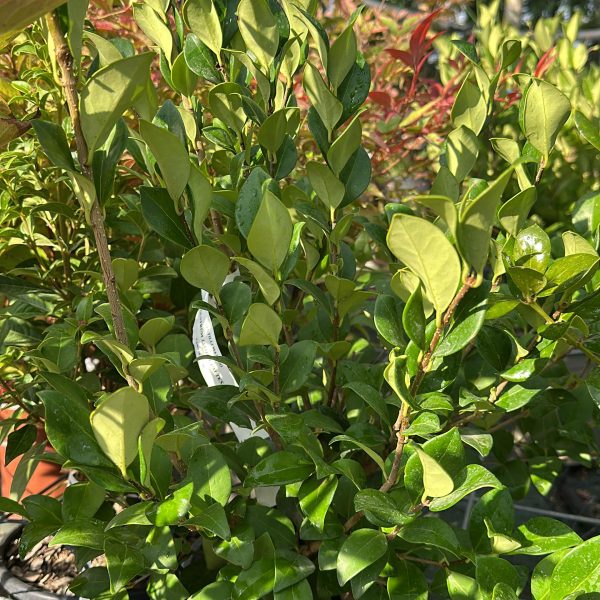Ligustrum Japonicum Texanum - Ligustro Texano Vaso 18 cm