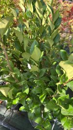 Ligustrum Japonicum Texanum - Ligustro Texano Vaso 18 cm - immagine 2