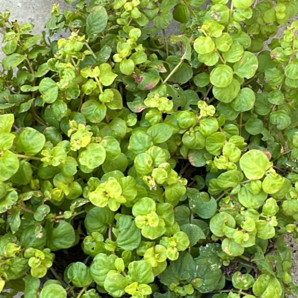 Lysimachia Nummularia - Erba Soldina Vaso 14 cm