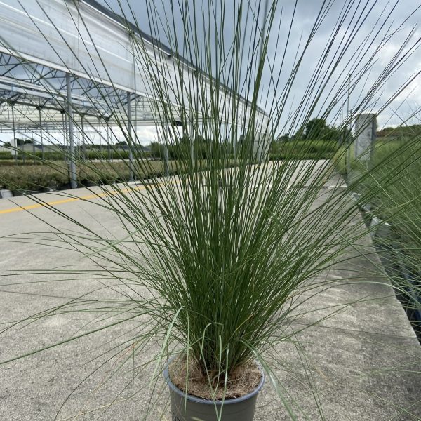 Muhlenbergia Capillaris (erba della nebbia) Vaso 17 cm