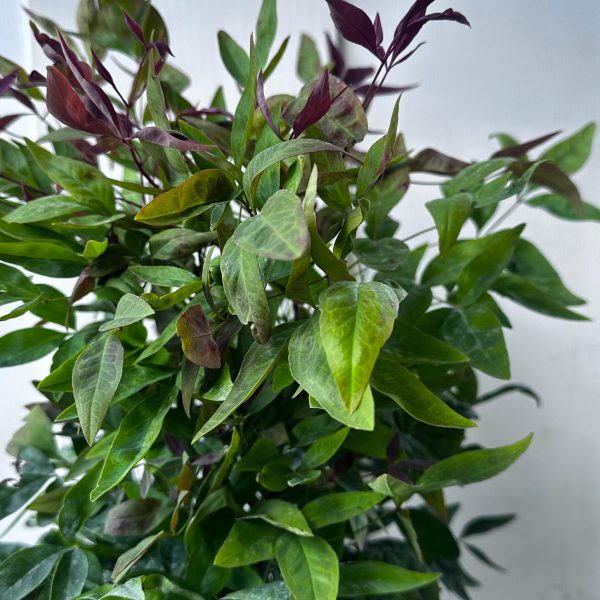 Nandina Domestica Blush Pink Vaso 19 cm