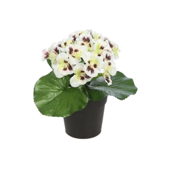 Pansee – Violetta Cornuta Vaso 10 cm