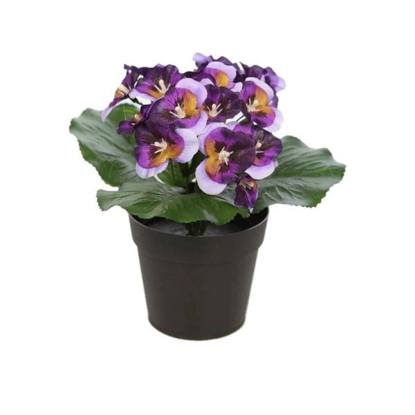 Pansee - Violetta Cornuta Vaso 20 cm