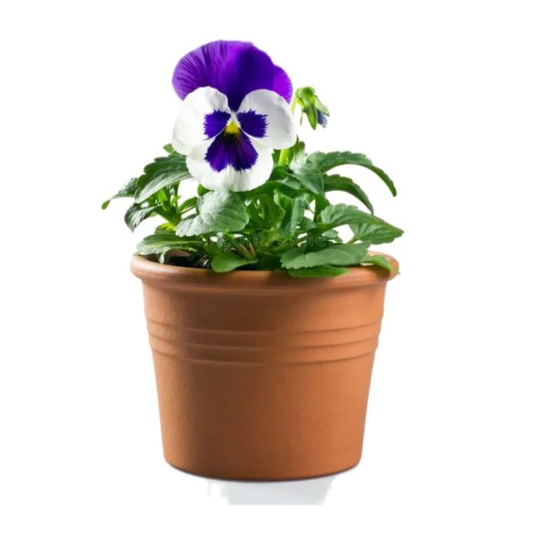 Pansee – Violetta Cornuta Vaso Terracotta 20 cm