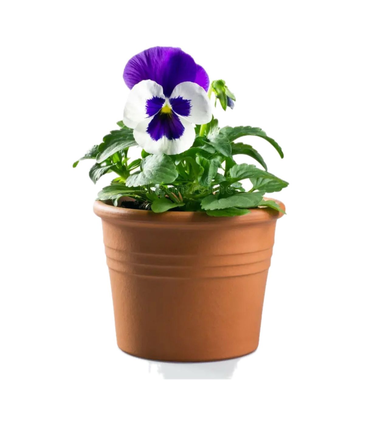 PANSE' VASO 20 CIOTOLA Pansee – Violetta Cornuta Vaso Terracotta 20 cm - immagine 1