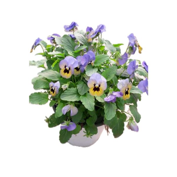 Pansee – Violetta Cornuta Vaso Terracotta 25 cm