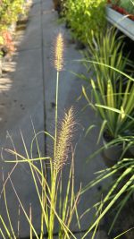 Pennisetum Alopecuroides Hameln - Penniseto Vaso 14 cm