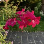 Penstemon Digitalis - Lingua di Serpente Vaso 18 cm - immagine 2