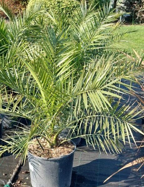 Phoenix Canariensis (Palma delle Canarie) Vaso 24 cm