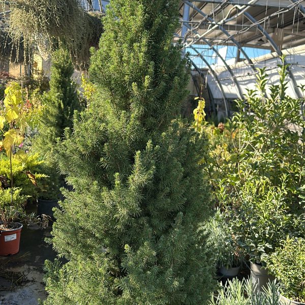 Picea Albertina Glauca Conica - Abete Del Canada Vaso 30 cm 100-120 h