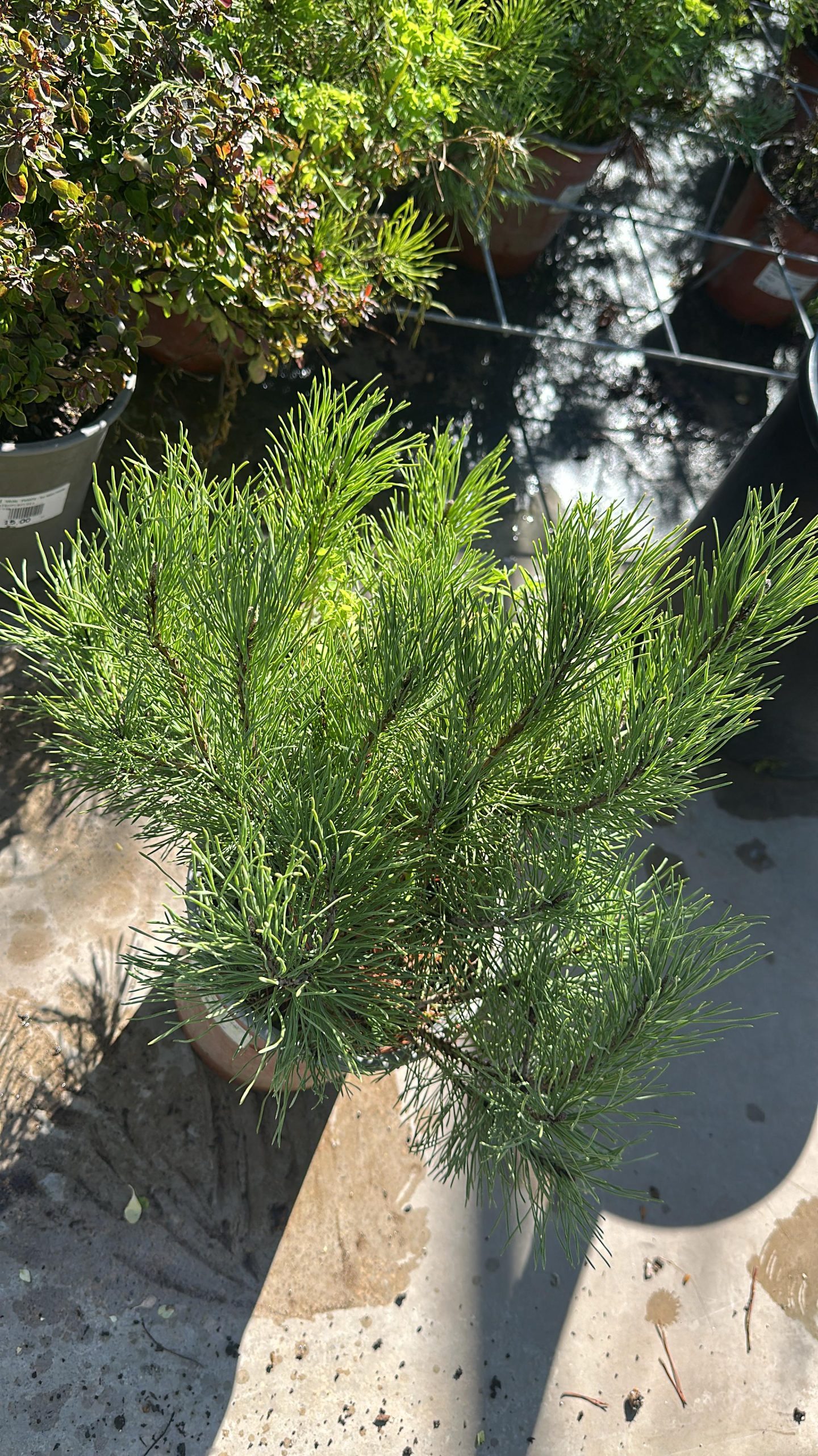 Pinus Mugo Pumilo 1 Pinus Mugo Pumilo (pino nano) Vaso 18 cm - immagine 1
