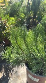 Pinus Mugo Pumilo (pino nano) Vaso 18 cm - immagine 2