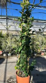 Rhyncospermum Jasminoides (falso gelsomino) Vaso 24 cm