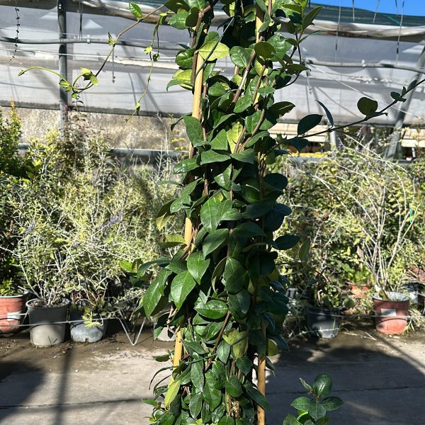 Rhyncospermum Jasminoides (falso gelsomino) Vaso 24 cm