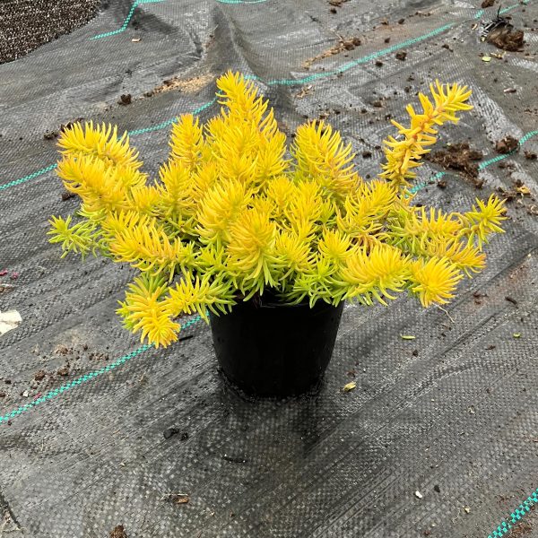 Sedum Angelina - Borracina Rupestre Vaso 14 cm