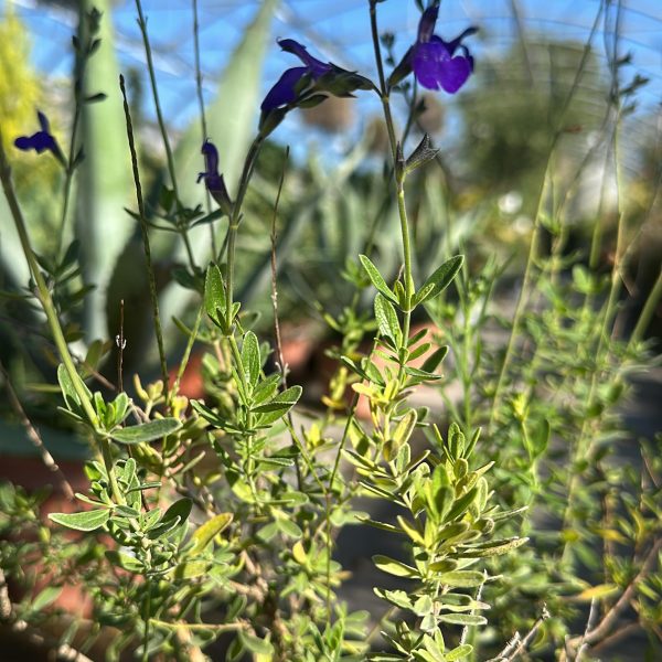 Salvia Greggii Blue Note Vaso 17 cm