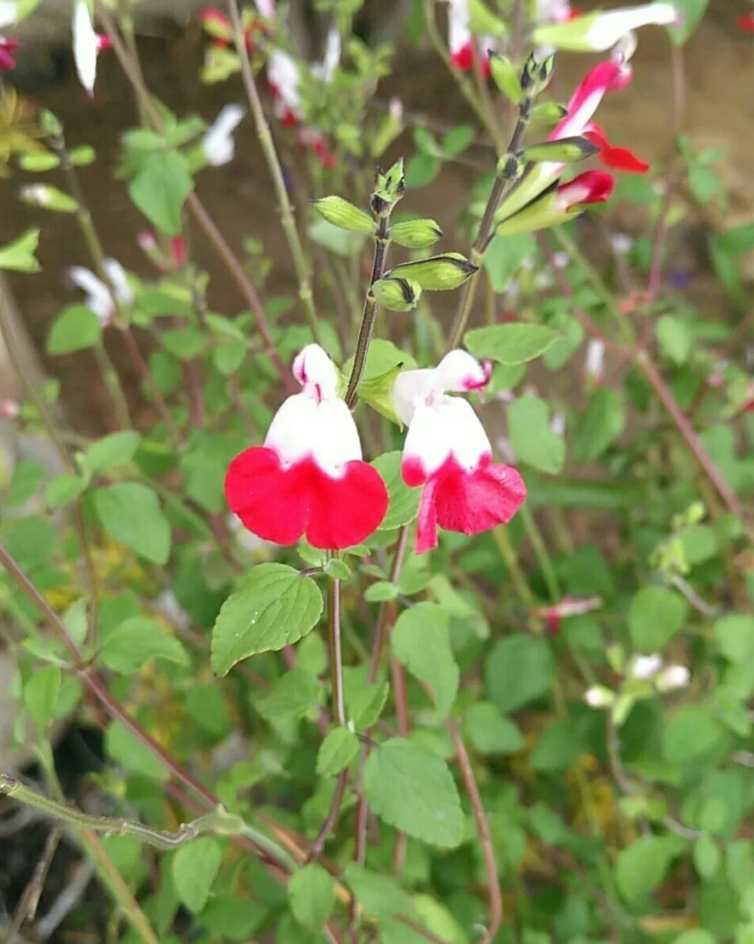 Salvia Greggii Hotlips 1 Salvia Greggii Hotlips Vaso 17 cm - immagine 1