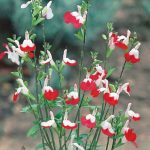 Salvia Greggii Hotlips Vaso 17 cm - immagine 2