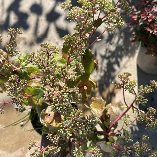 Sedum Spectabile Matrona (borracina) Vaso 17 cm