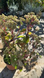 Sedum Spectabile Matrona (borracina) Vaso 17 cm - immagine 2
