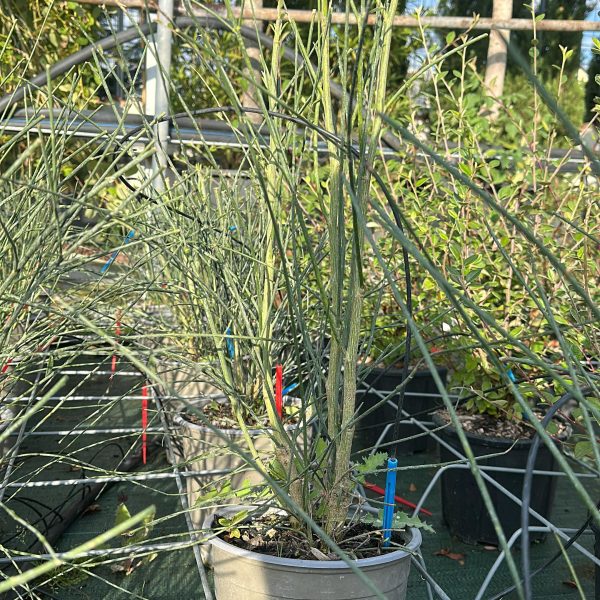 Spartium Junceum - Ginestra Odorosa Vaso 18 cm