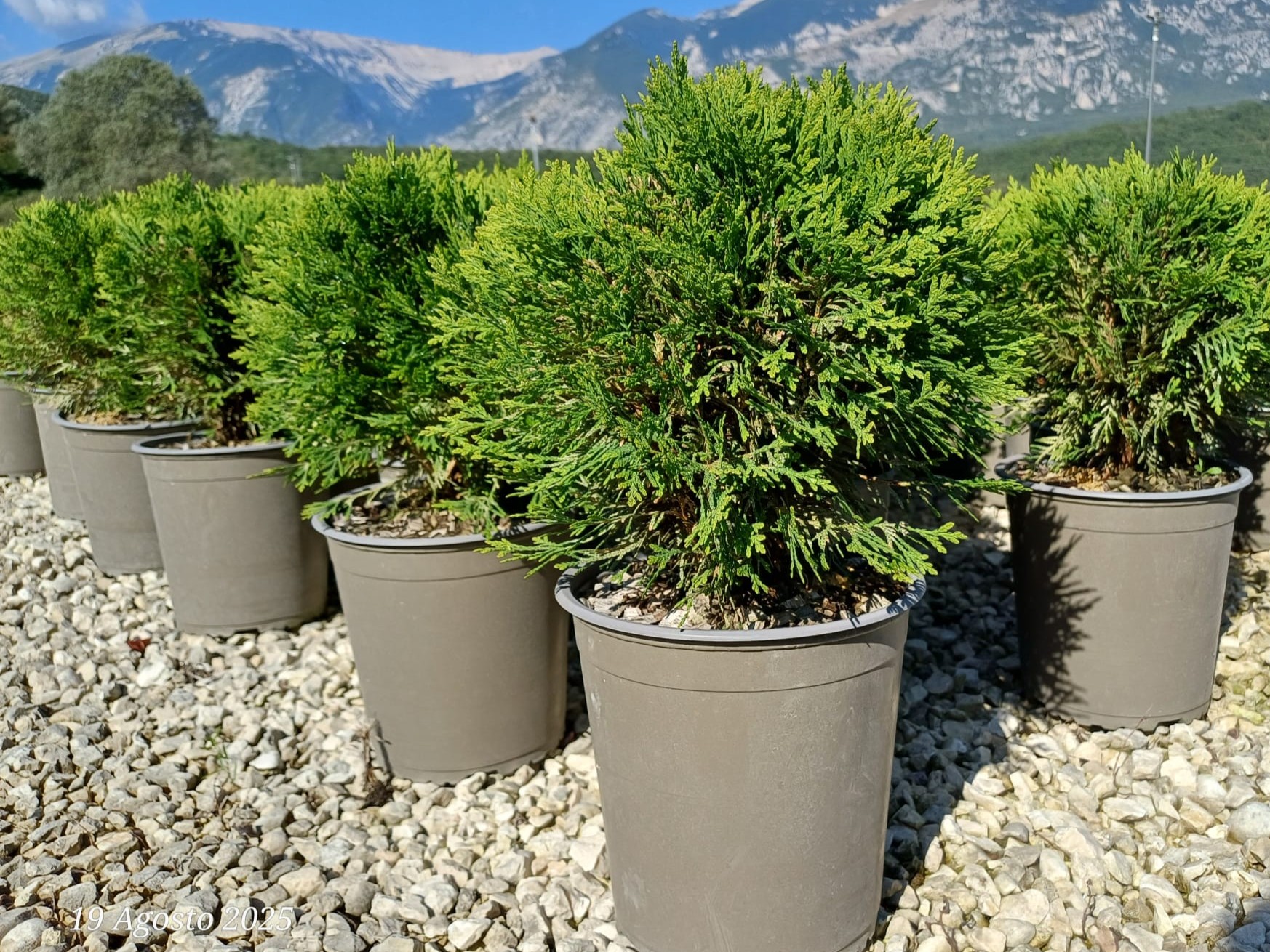 THUJA OCCIDEN DANICA 1 Thujia Occidentalis Danica Vaso 18 cm - immagine 1
