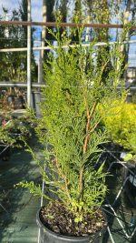 Thuja Plicata Atrovirens - Tuia Gigante Vaso 18 cm