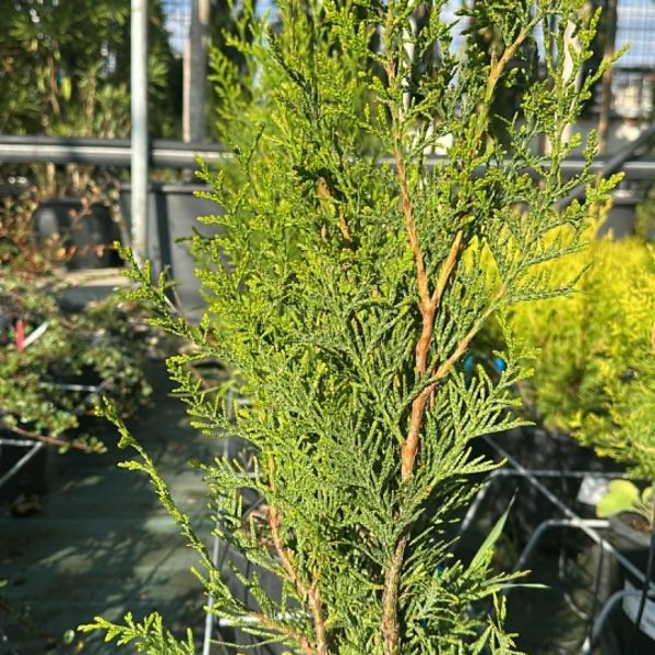Thuja Plicata Atrovirens - Tuia Gigante Vaso 18 cm
