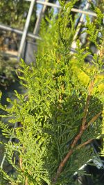 Thuja Plicata Atrovirens - Tuia Gigante Vaso 18 cm - immagine 2