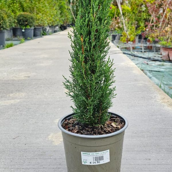 Cupressus Sempervirens Totem Nero Toscano Vaso 18 cm