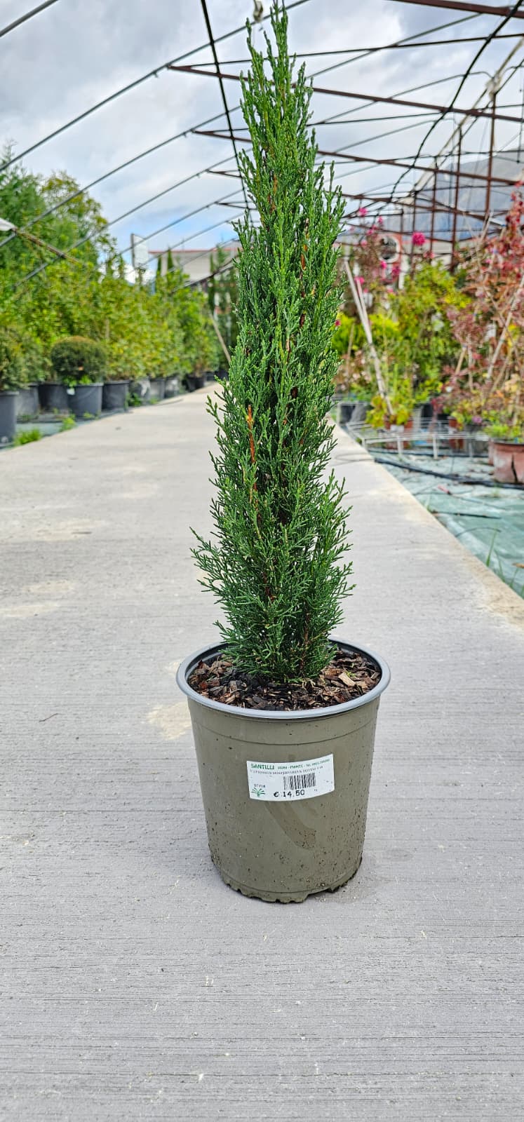 cipressus totem 4 Cupressus Sempervirens Totem Nero Toscano Vaso 18 cm - immagine 1