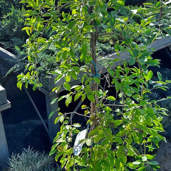 Forsythia Viridissima (forsizia) Vaso 20 cm