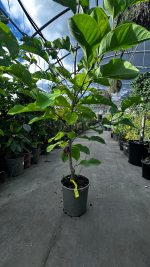 Magnolia Brooklynesis Yellow Bird Vaso 18 cm