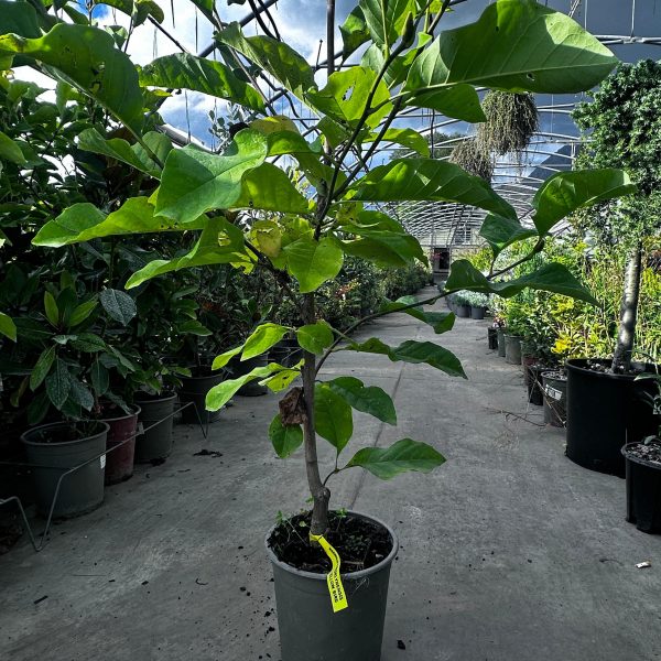 Magnolia Brooklynesis Yellow Bird Vaso 18 cm
