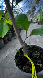 Magnolia Brooklynesis Yellow Bird Vaso 18 cm - immagine 3