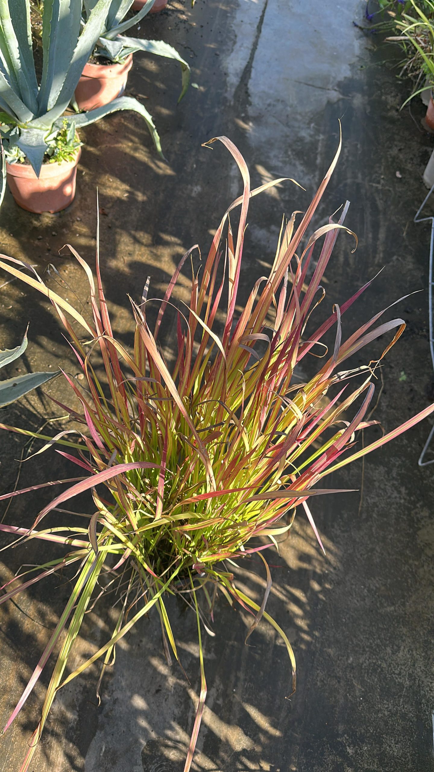 mperata cylindrica red baron - erba del sangue giapponese 1 Imperata Cylindrica Red Baron - Erba Del Sangue Giapponese Vaso 17 cm - immagine 1
