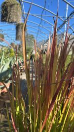 Imperata Cylindrica Red Baron - Erba Del Sangue Giapponese Vaso 17 cm - immagine 2