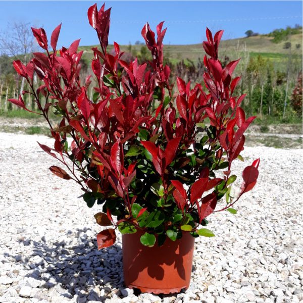 Photinia Fraseri Red Robin Nana Vaso 18 cm