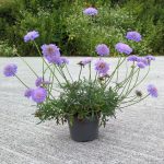 Scabiosa Columbaria Mariposa Blue Vaso 17 cm
