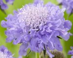 Scabiosa Columbaria Mariposa Blue Vaso 17 cm - immagine 2