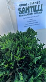 Thujia Occidentalis Danica Vaso 18 cm - immagine 2