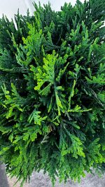 Thujia Occidentalis Danica Vaso 18 cm - immagine 3