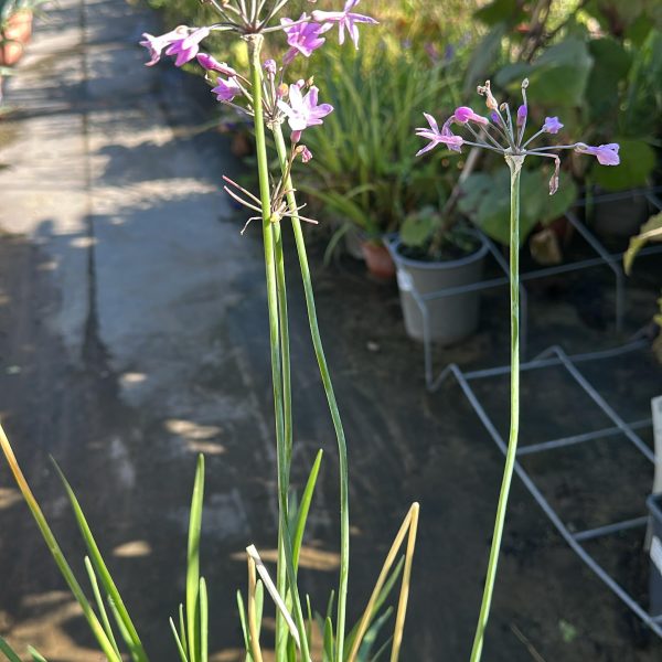 Tulbaghia Violacea - Oro Verde Vaso 17 cm