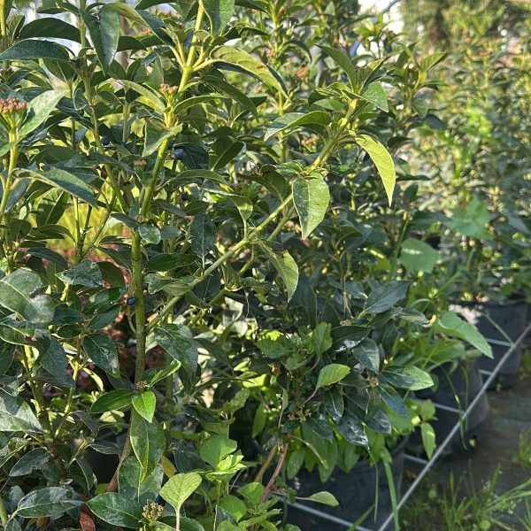 Viburnum Tinus Eve Price - Lauro Tino Vaso 18 cm